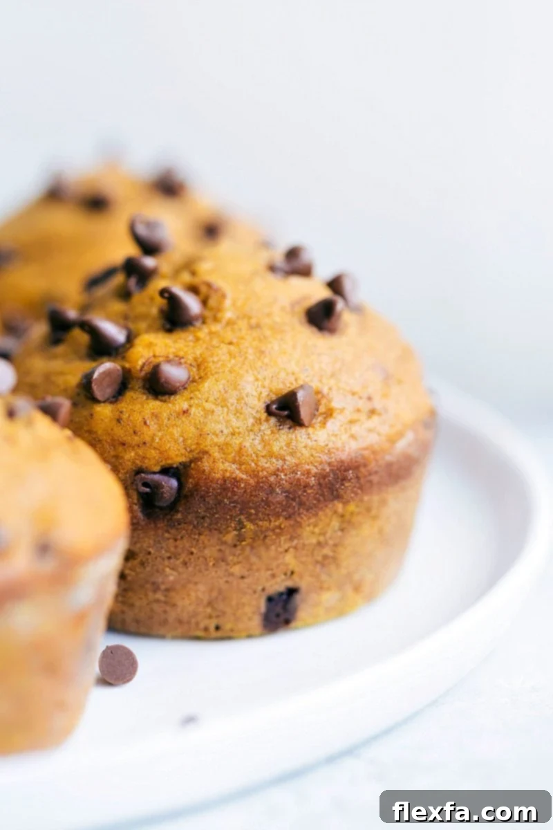 Fluffy pumpkin muffins baked with generous mini chocolate chips inside and a delicate sprinkle on top, ideal for a quick breakfast or snack.